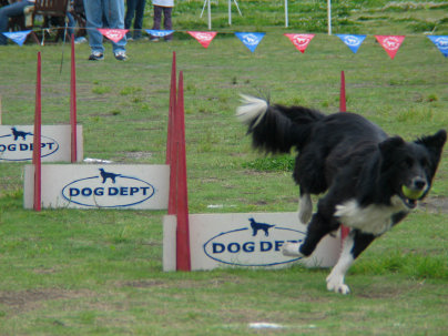 フライボール フライボールとは フライボールとは ４頭の犬たちがチームになって行う ドックスポーツです スピード感 迫力 チームワーク 戦略などの面白さから アメリカではアジリティーに次ぐ 第２のドックスポーツです その歴史は