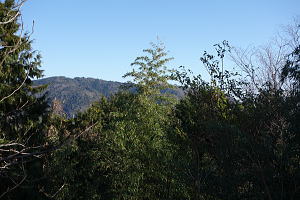 宇佐美海峰苑・フルリフォーム済み中古住宅|2階から山風景 宇佐美海峰苑・フルリフォーム済み中古住宅