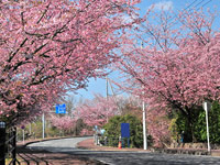 河津桜の季節です