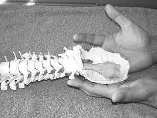 首矯正　頚矯正　コラーゲンストレッチ 　中央の手で支えている部分は後頭骨（骨格模型）上に乗っかっている部分は脳の延髄