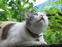 hana