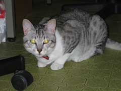 ren
